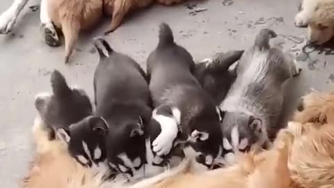 Newborn puppies eat with the wrong mother