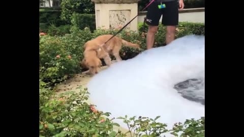 Golden Retriever Funny Puppy Video - Best Dog Compilation #8