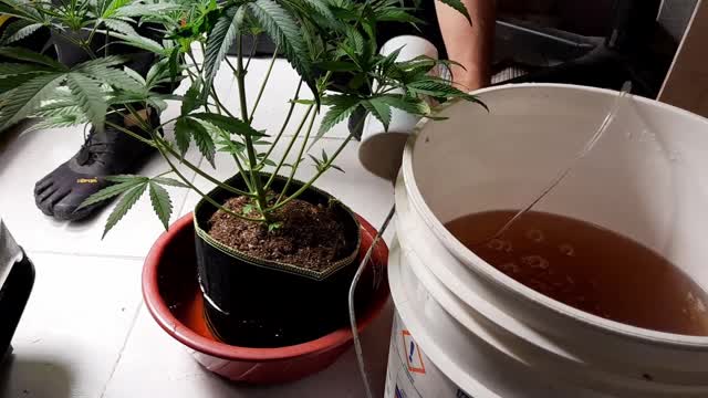 General hydroponics Grow update