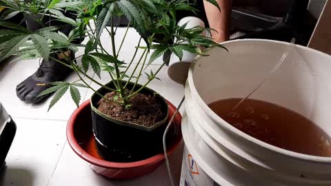 General hydroponics Grow update