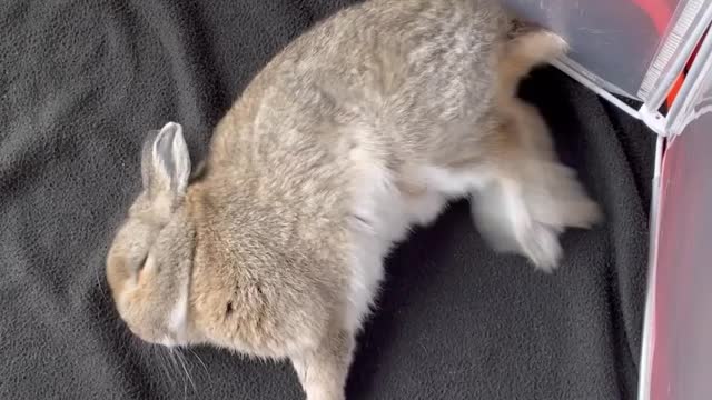 Lazy rabbit video