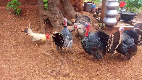 🦃🐓 chicken roaster fight