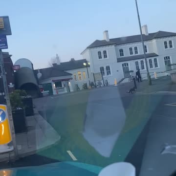 Fox scared of traffic