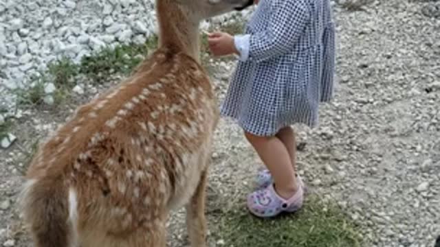 Kiddo Makes Friends with a Fawn