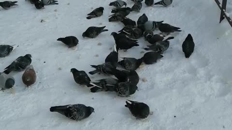 We feed the pigeons and they are happy about it.