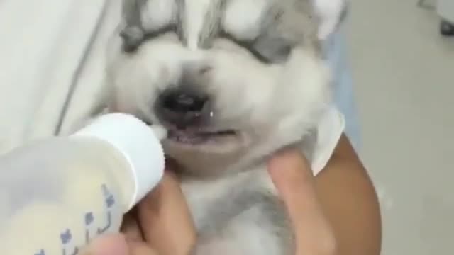 Newborn puppy drinking milk