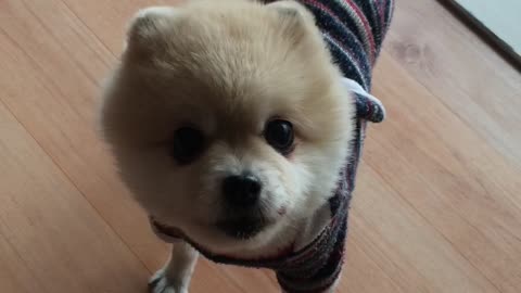 cute my dog