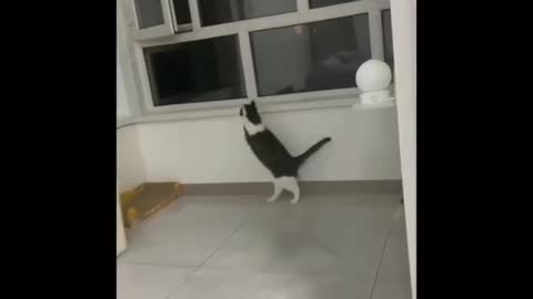 Funny Cats