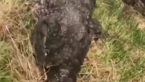 A light snack of an alligator