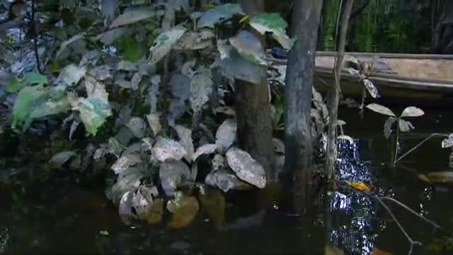 Man, Woman, Wild: Bird-Eating Tarantula