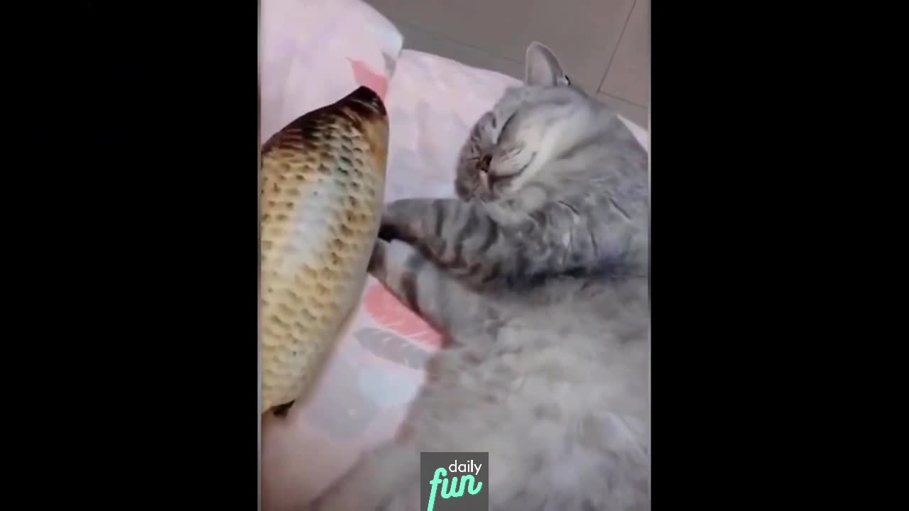 Cute Cat & Fish - Funny Animals