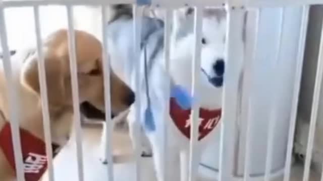 New dog animal funny video 2021
