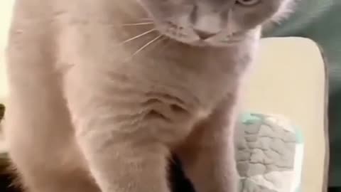 Funny Cat