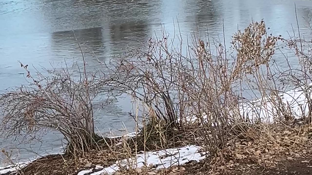 Good Samaritan Rescues Dog From Icy Pond