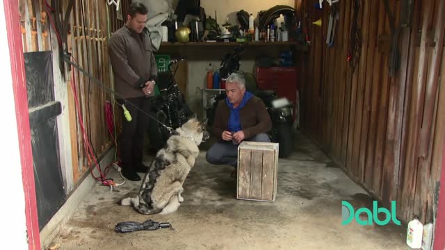 Agressive German Shepherd BITES #Cesar #Millan #Cesar 911#