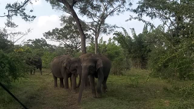 Elephant Attack Cars #Angry Elephant # Elephant Attack man