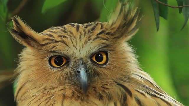 Owls are birds that have a large head, flat face, large eyes and a strong, curved beak.