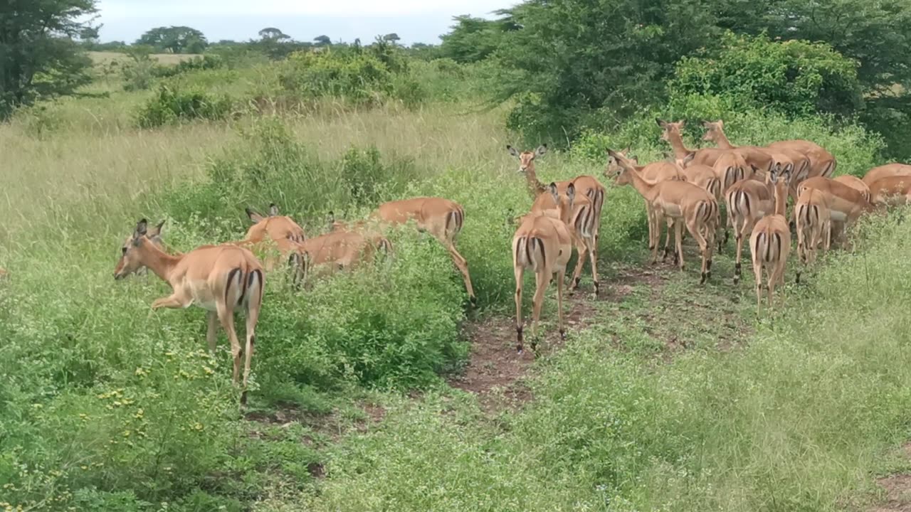 Impalas