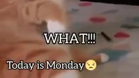 Funny Cat 🐈 videos