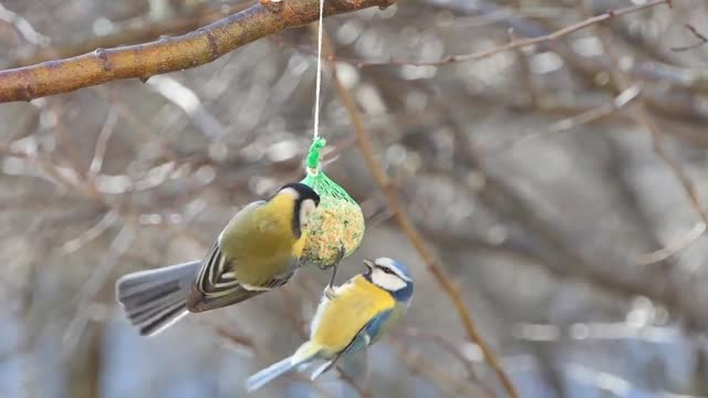 Birds eating food