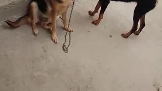 Dogs on a leash playing in a hilarious and bizarre way of ours