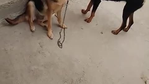 Dogs on a leash playing in a hilarious and bizarre way of ours