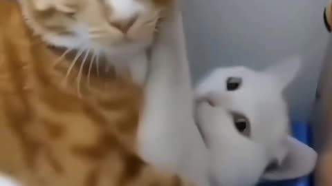 cat funny video