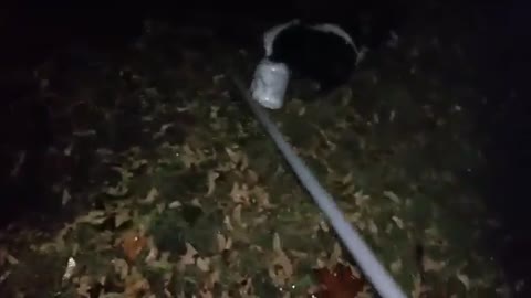 Saving a Skunk