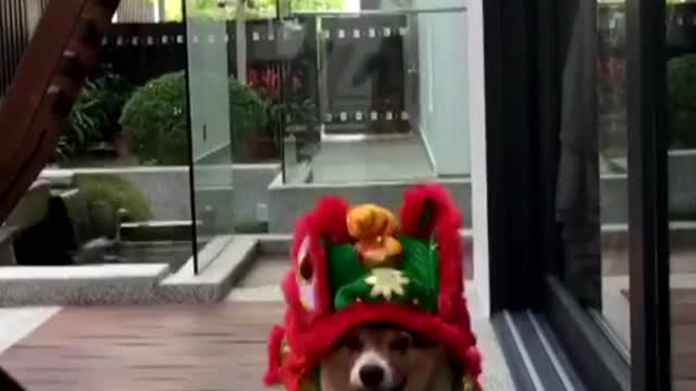 Chinese New Year Lion Corgi