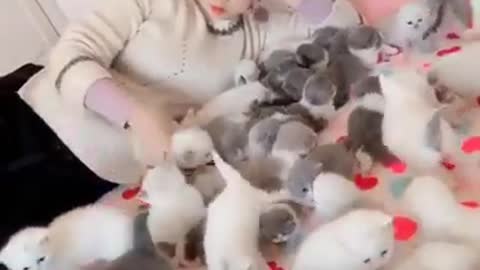 Funny cats moments video