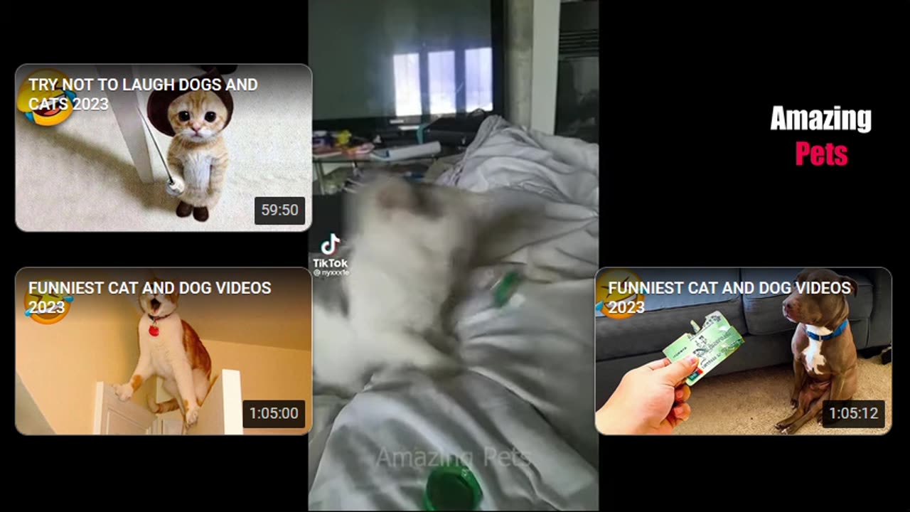 😻😼Angry Cats vs Funny Dogs 😆