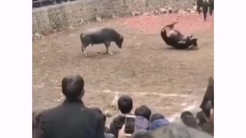 bullfight