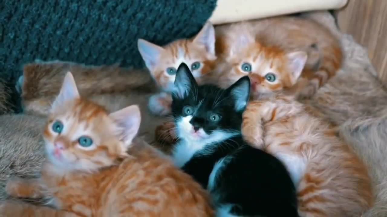 cute little kittens,would you like to have one