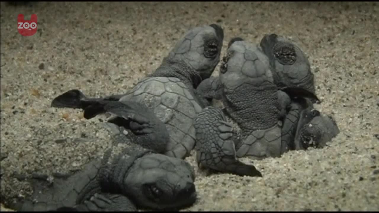 Olive Ridley Turtles Short Documentary