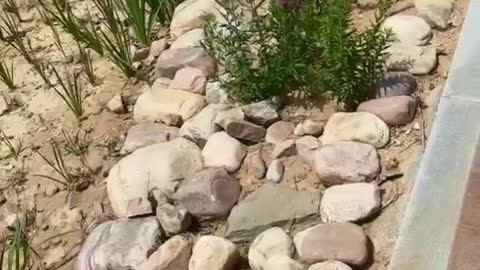 Roadside grass and flowers