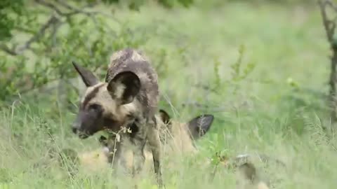 African Wild Dog - Wildlife Videos from Africa._Cut.mp4