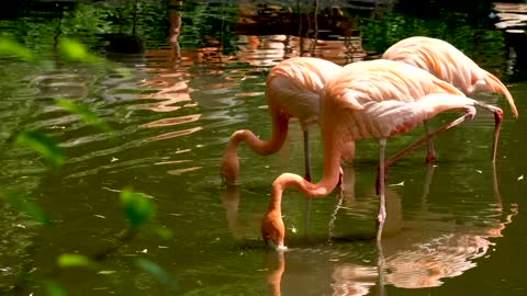 flamingo-water