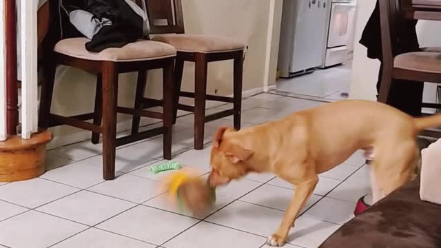 Tan dog spins around with stuffed toy in his mouth