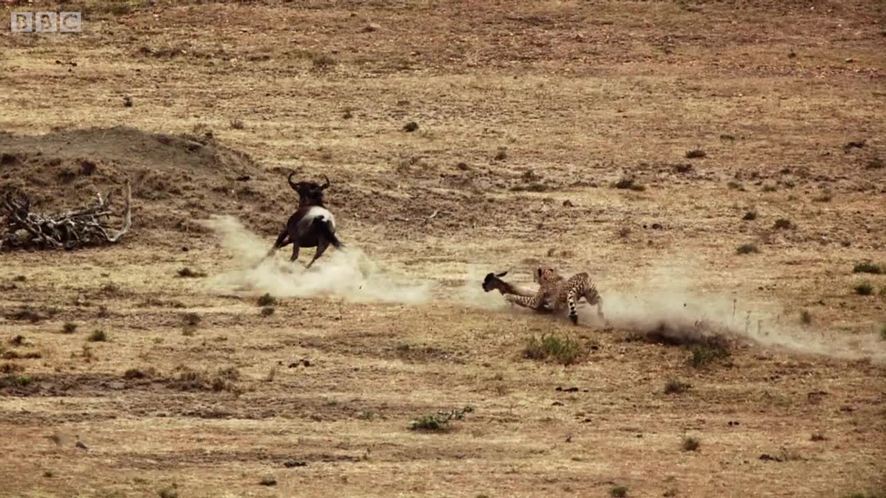 Cheetah chases wildebeest _ The Hunt - BBC One