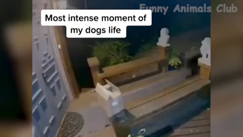 most intense moments of dog life.