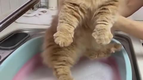 Cats video so funny