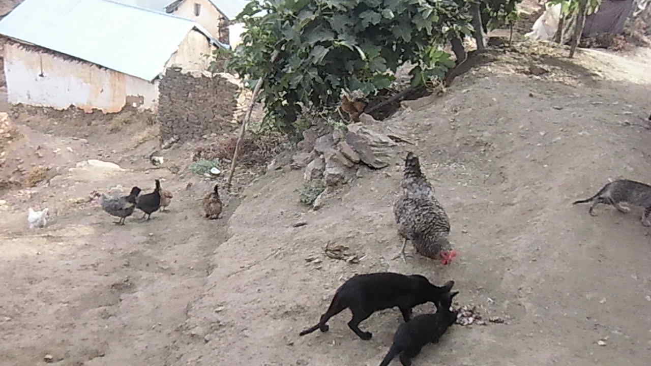 Cats vs chickens.