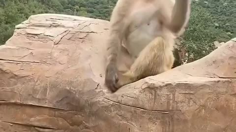 monkey bursting bubbles funny videos