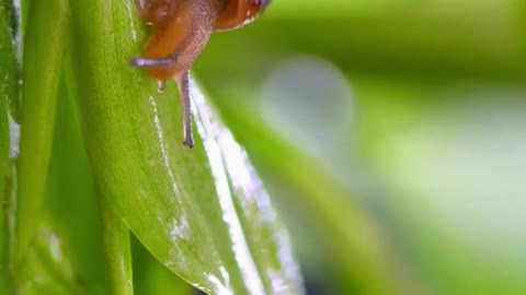 Snails crawling on the leaves