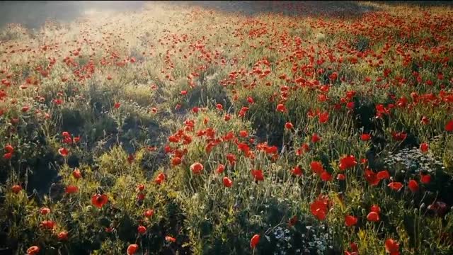 Nature🌿🍃 funny video