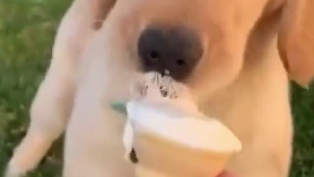 Dogs that are good at eating ice cream.