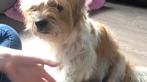 Brown dog shakes hand for treat