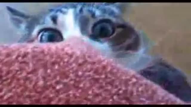 gatos engraçados 2