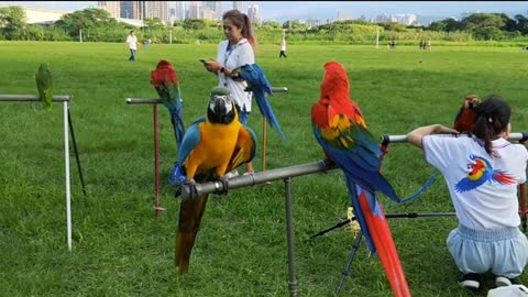 Super parrot cute and beautiful