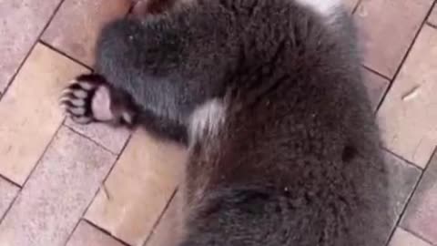 Little bear is too lazy